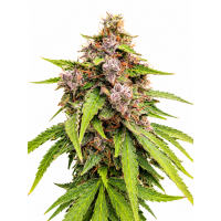 GMO Gun Auto Fem