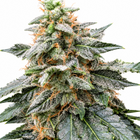 Grease Dog Auto Fem