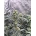 Big Grapes Gun Auto Fem