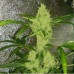 TOXIC POISON FEM 