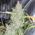 GREEN LADY Auto Fem