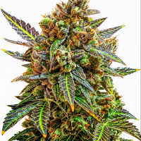GREEN LADY AUTO FEM  