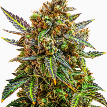 Green Lady Auto Fem 