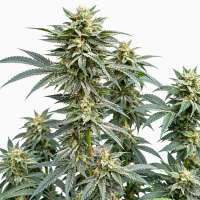 Big Grapes Gun Auto Fem