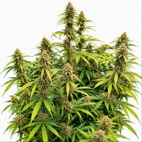Big Grapes Auto Fem