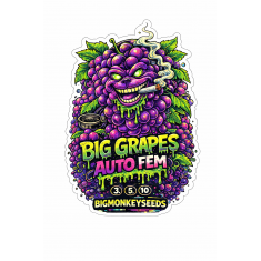 Big Grapes Auto Fem