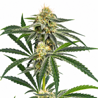 Big RBX2 Auto Fem