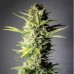RENDEZVOUS Auto Fem