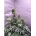 Sour GMO Blast Auto Fem