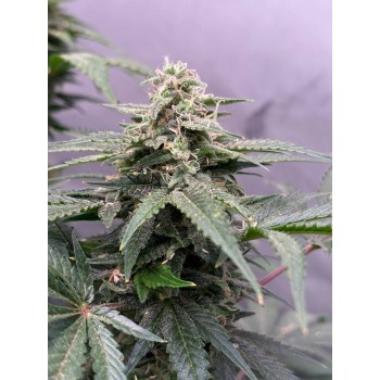 Sour GMO Blast Auto Fem