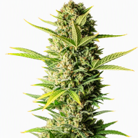 RENDEZVOUS Auto Fem