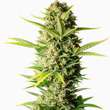 Rendezvous Auto Fem
