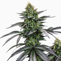 Short Rider Auto Fem 