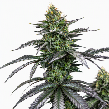 Short Rider Auto Fem