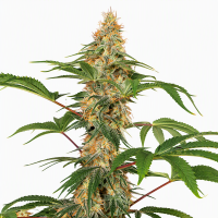 Little Lady Auto Fem 
