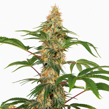 Little Lady Auto Fem 