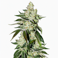 Short Rider XL Auto Fem