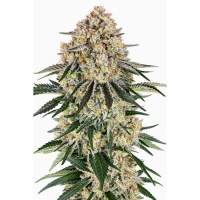 Sour GMO Blast Auto Fem