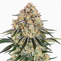 Sour GMO Blast Auto Fem