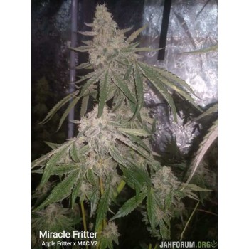 Miracle Fritter  Foto Fem