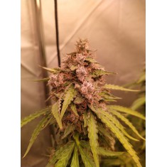 GMO Gun Auto Fem