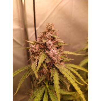 GMO Gun Auto Fem