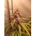 GMO Gun Auto Fem