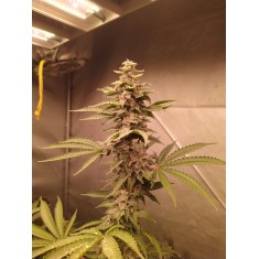 Big Grapes Gun Auto Fem