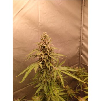 Grease Dog Auto Fem