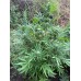 Grease Dog Auto Fem