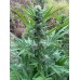 Grease Dog Auto Fem