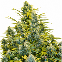 Toxic Poison Auto Fem