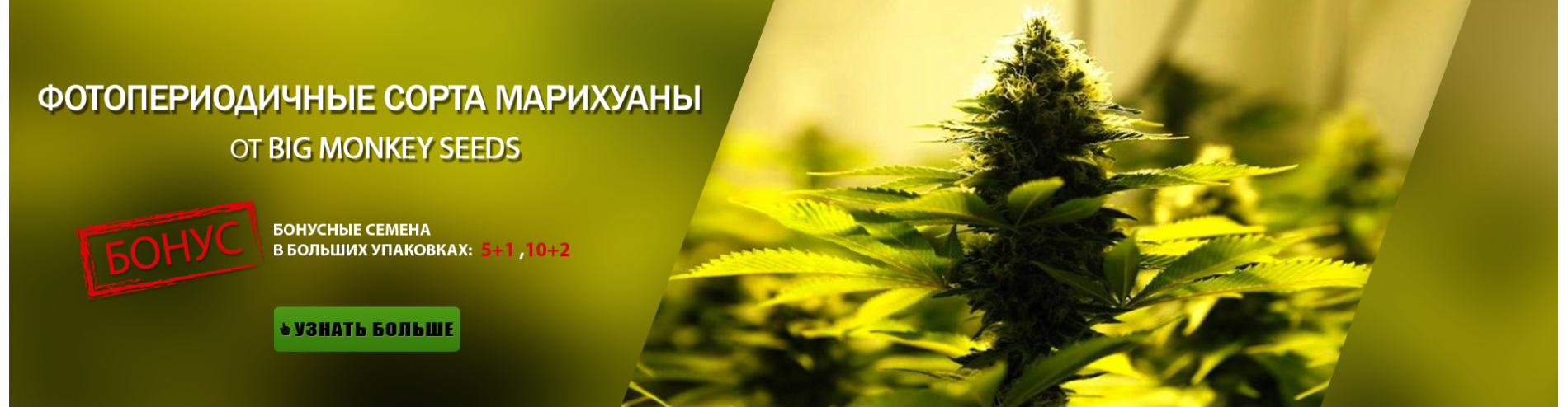 семена марихуаны доставкой почтой россии